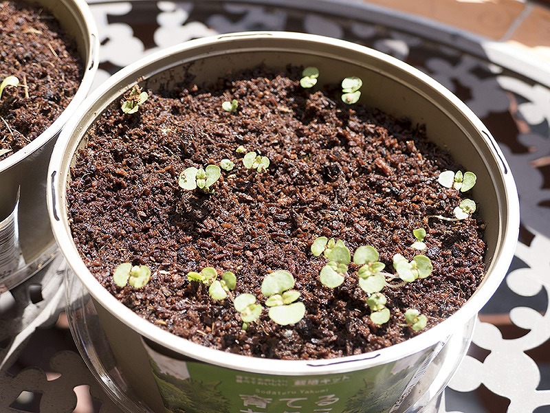 ファミマの栽培キット 育てるサラダ を試してみた 後編 ぼくらの自由研究室 Watch Headline