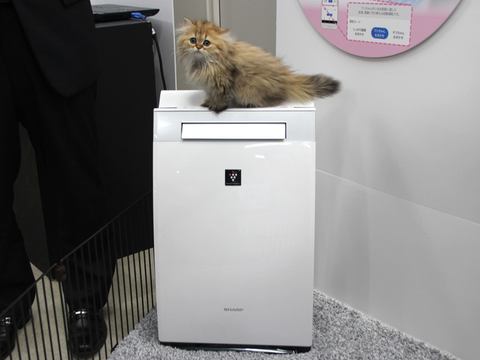 家電トレンドチェッカー 2月22日は猫の日 ペットと快適に暮らせるオススメ家電5選 家電 Watch