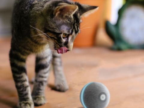 自動で動いて留守番中の猫と遊んでくれる 猫専用おもちゃ Wicked Ball 家電 Watch