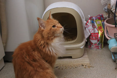消臭力ヤベー 猫のトイレが匂わなくなった宇宙技術の消臭除菌機が衝撃 家電製品レビュー 家電 Watch