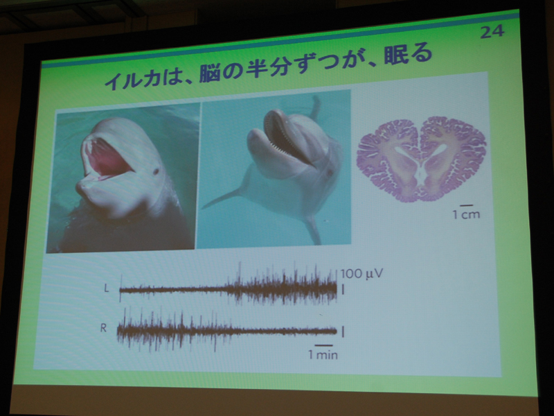 拡大画像 オムロン 睡眠時間を計測してグラフ化できる睡眠計 35 40 家電 Watch