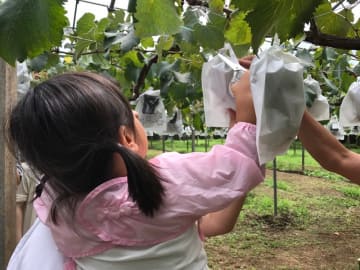 冬の畑仕事を助ける、家庭用コンセント対応野菜洗い機「ベジピカ