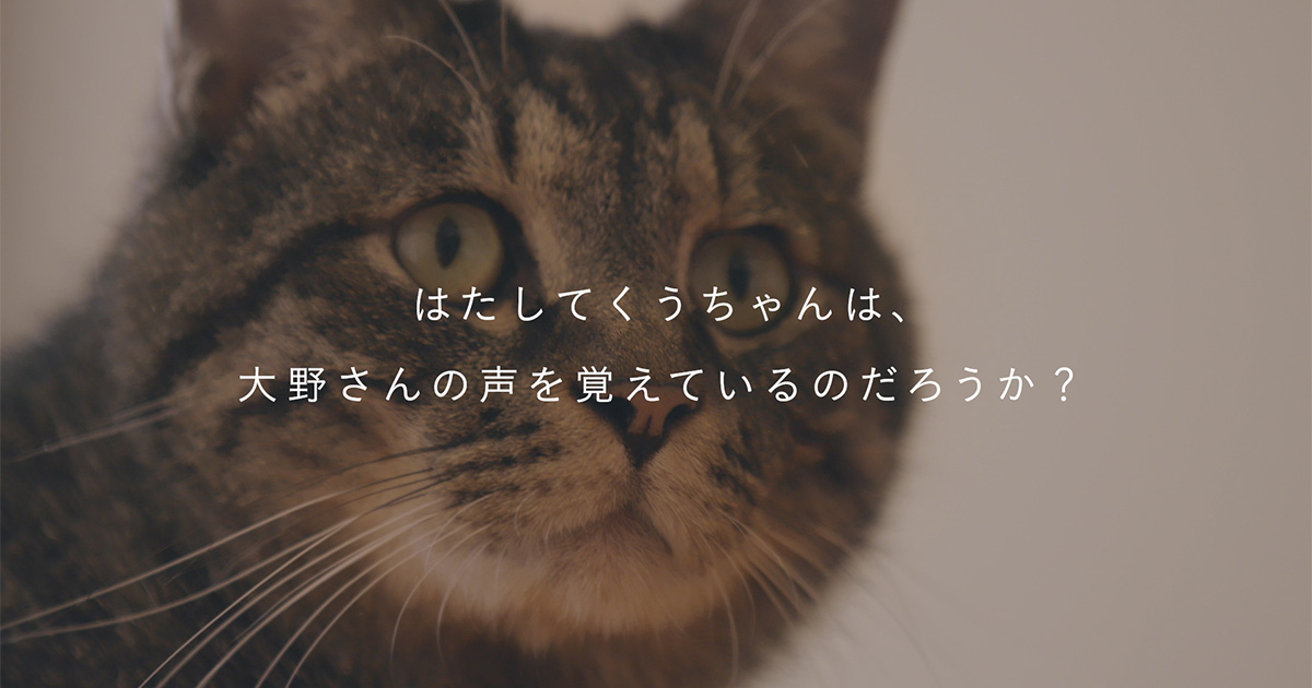 飼い主と離れて約2年。猫は元・飼い主の声をきちんと覚えているのか？ | ぼくらの自由研究室 - Watch Headline