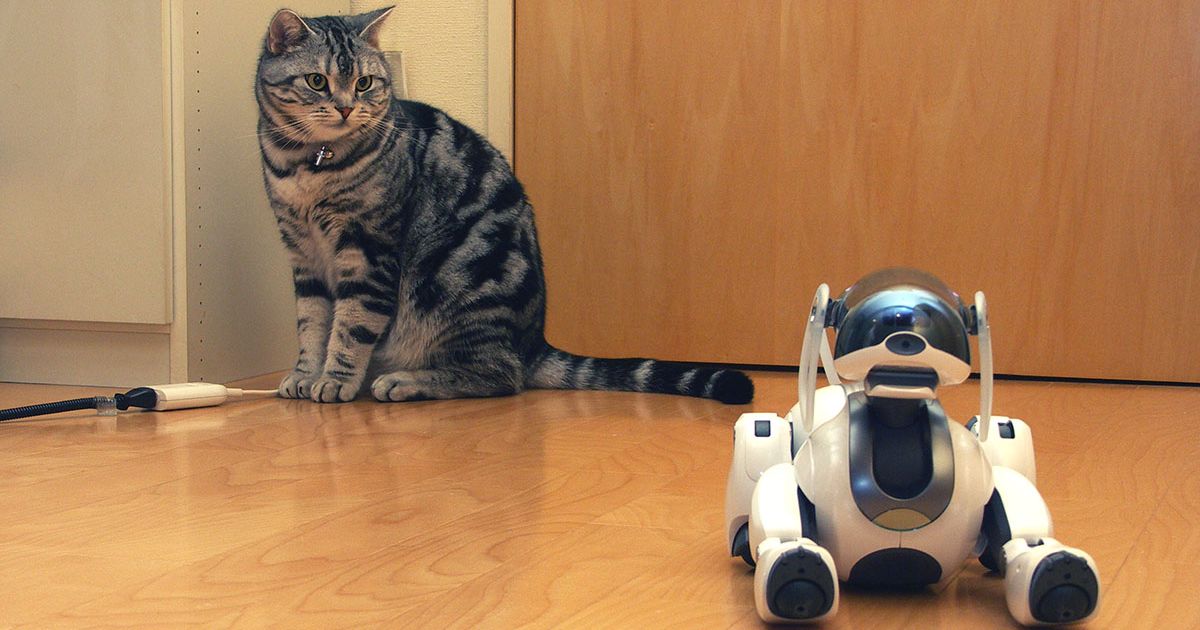 猫もロボットがお好き!? 旧型AIBOにチョッカイ出しまくる猫の思い出 