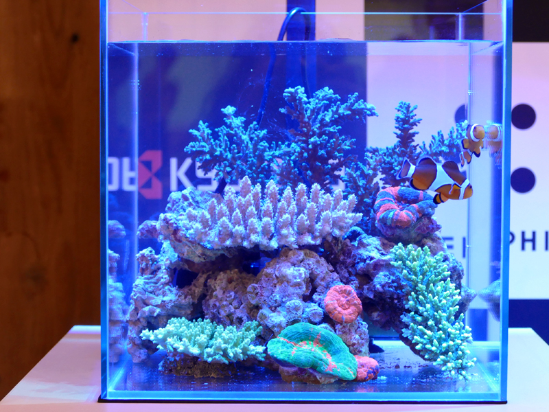 京セラ　LED照明　海水魚珊瑚　ディープブルー - 3