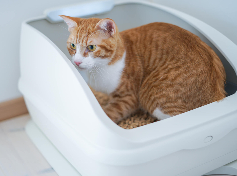 猫の健康管理に役立つ「ねこIoTトイレ」付きサービス、開始10日で受注800件超え 家電 Watch
