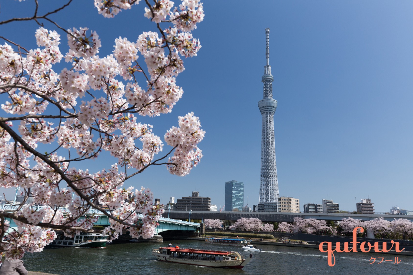 【原画・送料無料】春　迎春　お部屋でお花見気分　「桜」原画縦約40㎝×横約40㎝ 原画・送料無料】春 迎春 お部屋でお花見気分 「桜」原画縦約40㎝