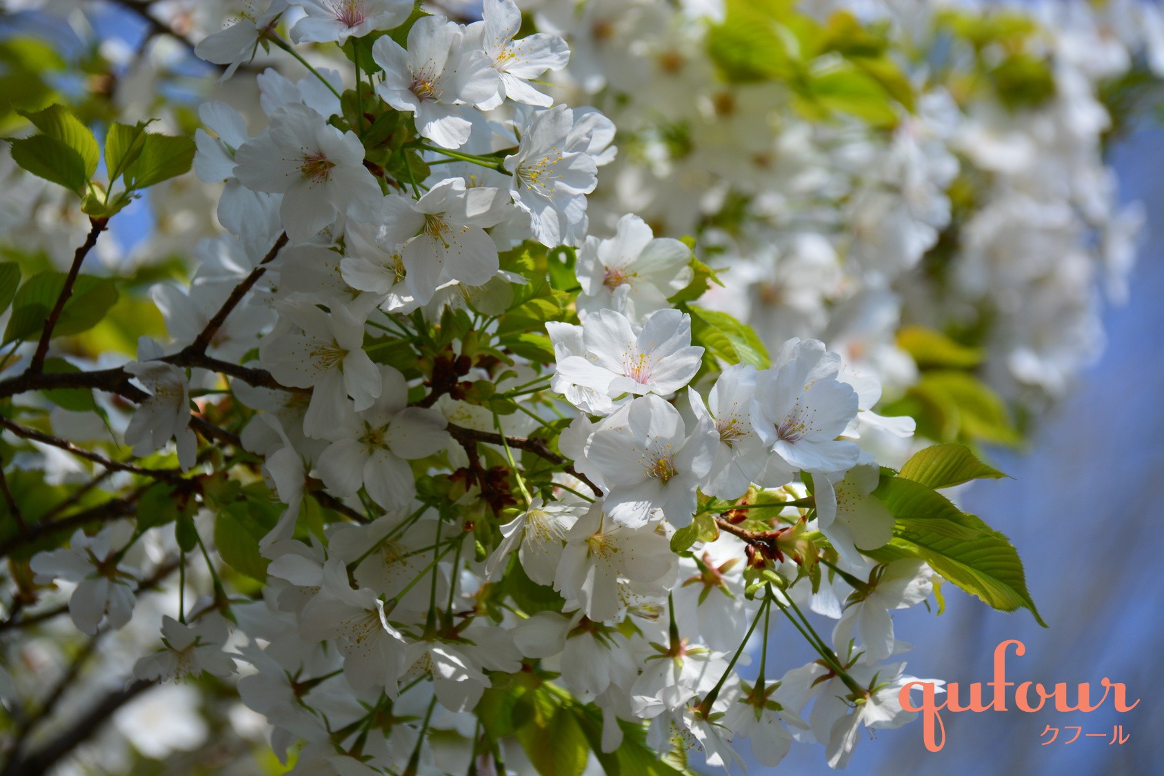 暮らし】［二十四節気24］桜咲き、草木の芽吹く清々しい節気「清明」は