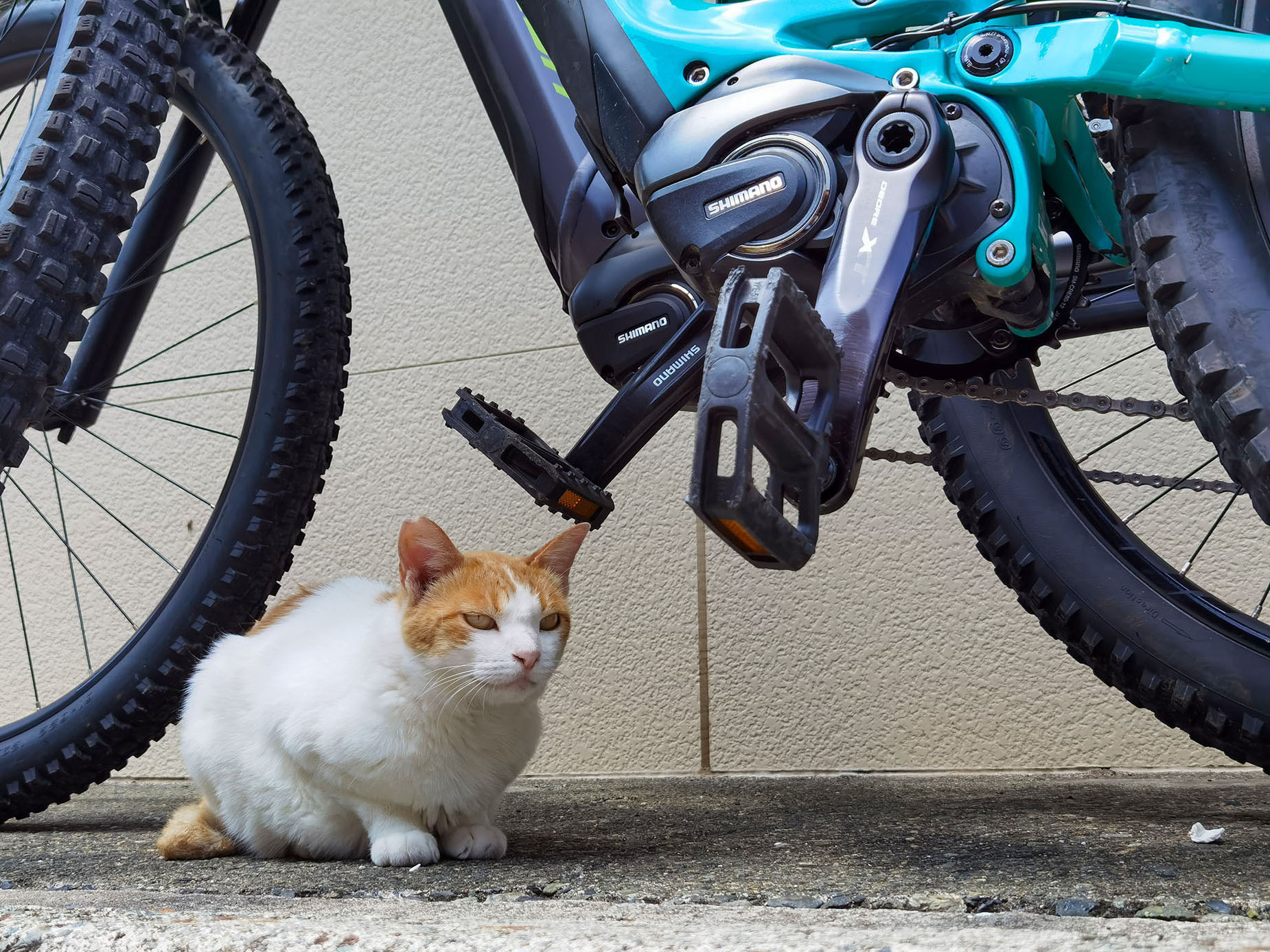 猫島で猫と触れ合いまくり 身近な離島e Bike旅を満喫してきた E Bike試乗レビュー 家電 Watch